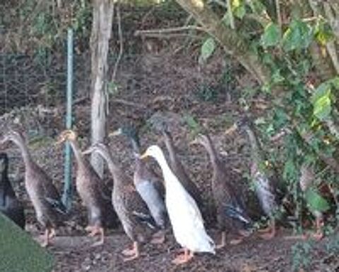   Canards coureurs indiens de 5 mois 