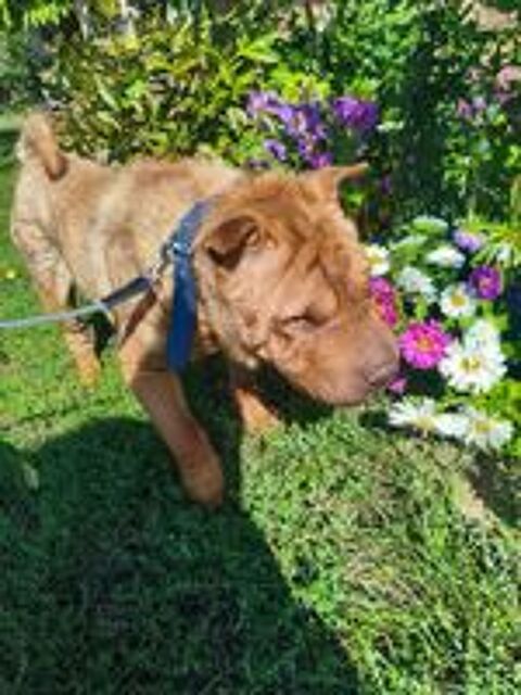   A L'ADOPTION TOM SE TROUVE DANS UN REFUGE EN UKRAINE 