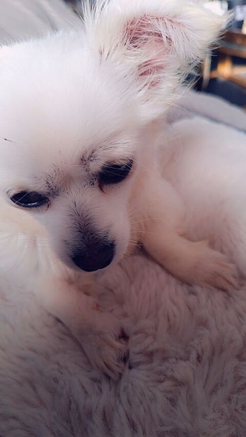 Bichon maltais nain 0 91240 Saint-michel-sur-orge