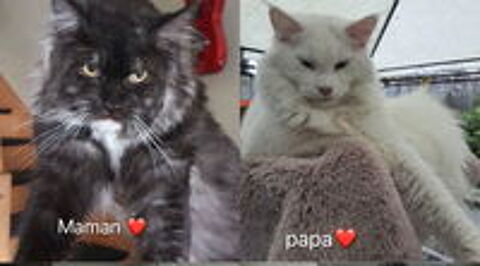  Magnifique chatons Maine Coon polydactiles pp à réserver  