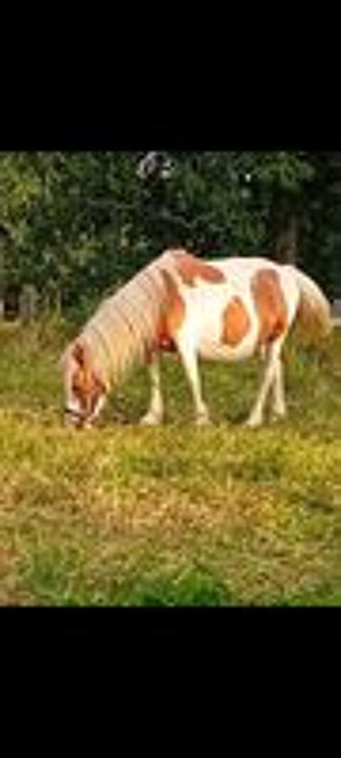   Ponette +poulain  