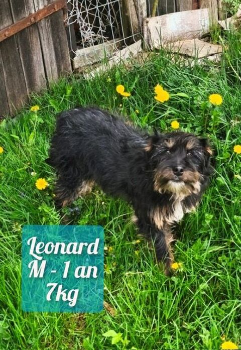 léonard vient de roumanie 0 75018 Paris