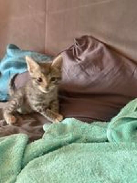   DERNIERE PETITE CHATONNE DE LA PORTÉE  