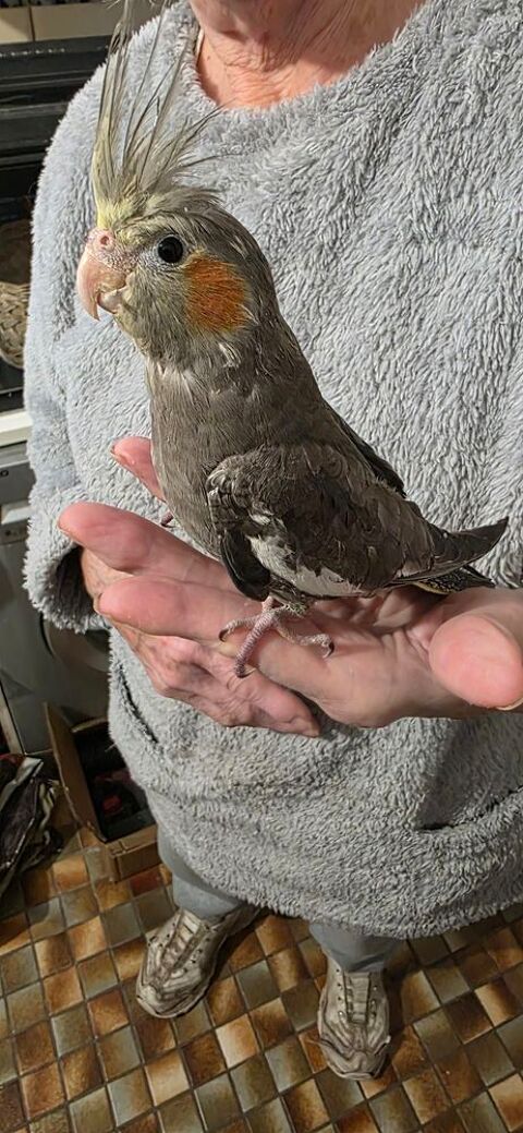 2 perruches calopsittes EAM  50 38210 Saint-quentin-sur-isre