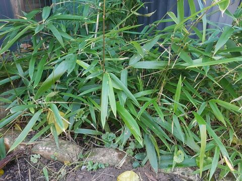 Bambou commun (Bambusa vulgaris)  15 Manom (57)