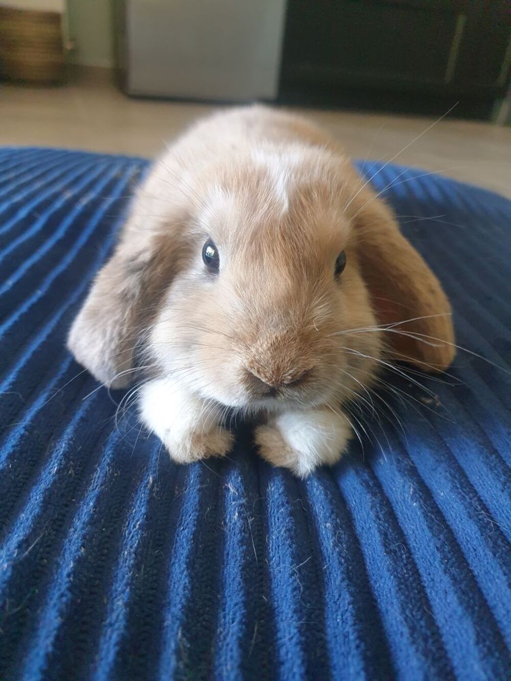   Don lapin non castré 1 an. Personnes sérieuses vraiment ! 