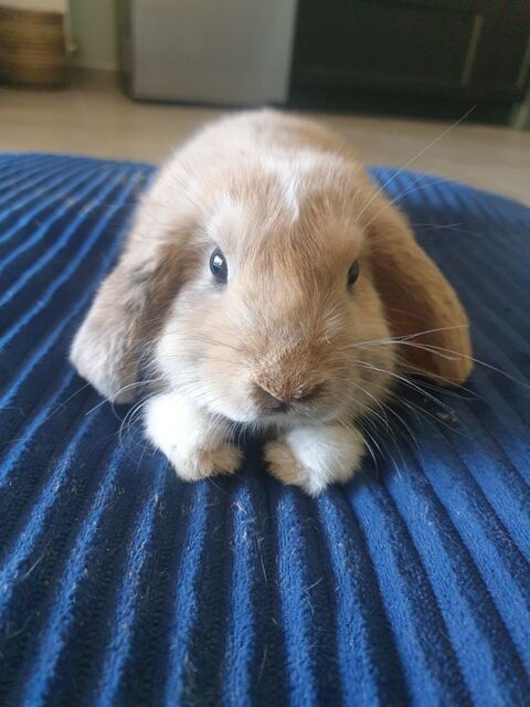 Don lapin non castr&eacute; 1 an. Personnes s&eacute;rieuses vraiment ! 0 31450 Bazi�ge