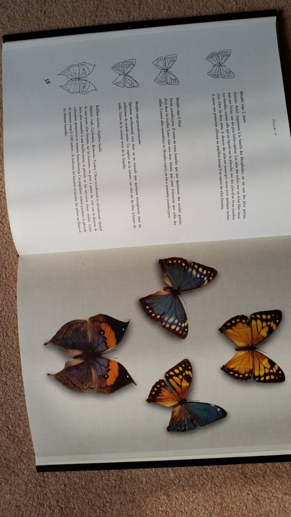 JOYAUX AILES (atlas des papillons) Livres et BD