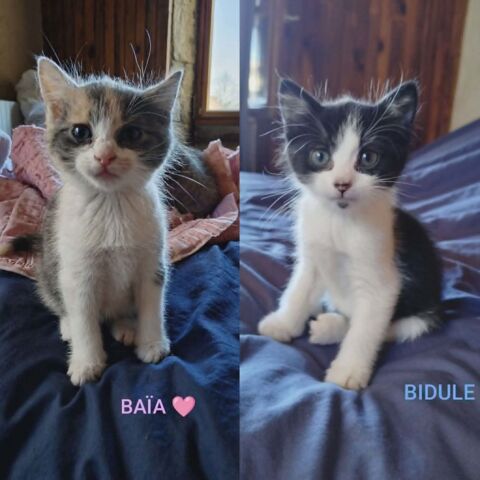 BA&Iuml;A et BIDULE, un duo a l'adoption 1 26220 Dieulefit