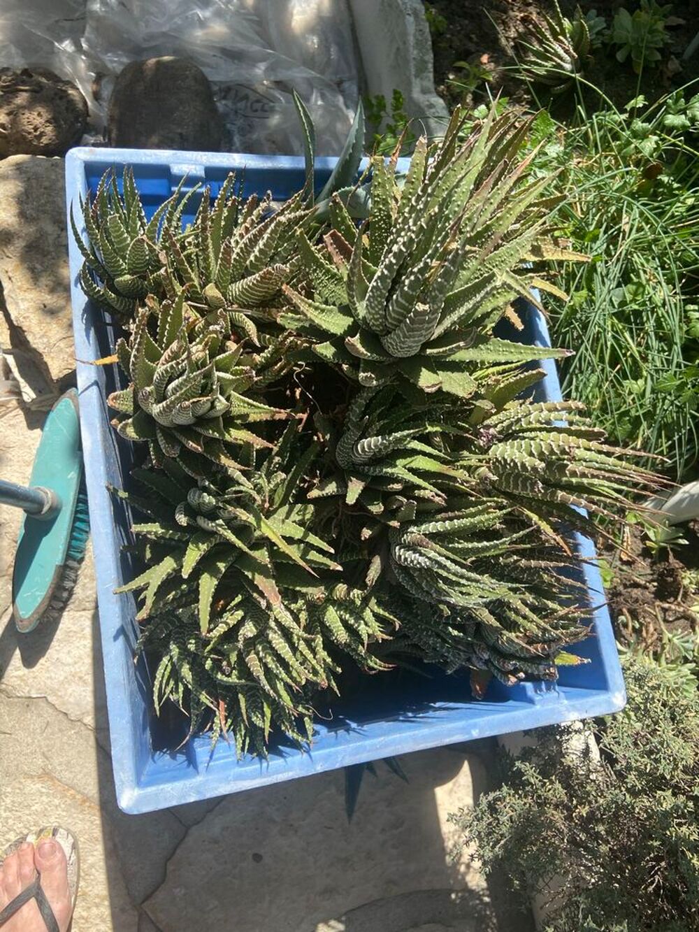 plante grasse Jardin