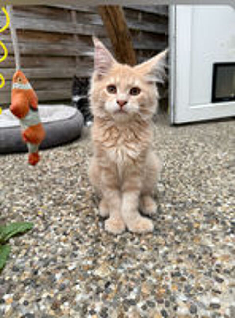   MAINE COON ? CHATONS DISPONIBLES ??? les loulous de c?ur  