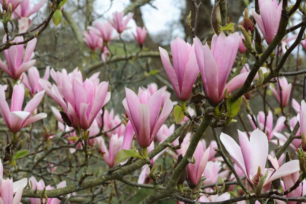 le Magnolia de Soulange en container !!. ??????? Jardin