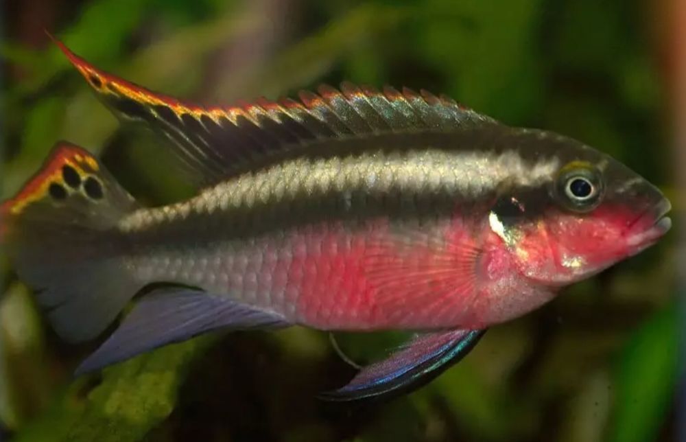   Pelmato  