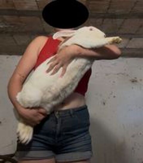   Lapine géant des Flandres albinos  