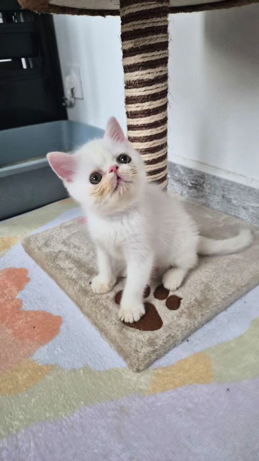   Chaton exotic shorhair  male 