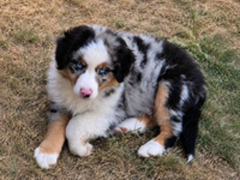   chiot type Berger Americain Miniature  