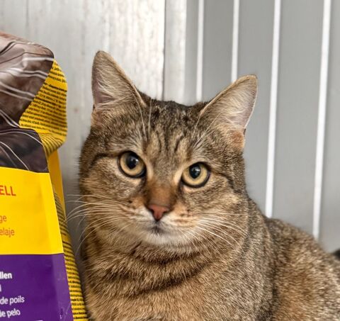 LISBETH 230 27620 Gasny