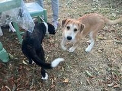   Tabac adorable chiot de troupeau
candidat à l'adoption 