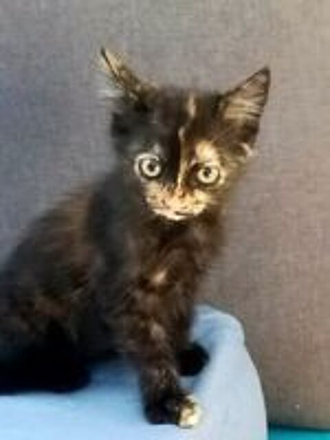   Chat SALLY à l adoption 