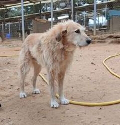   Gomez 10 ans, un amour de chien à aimer 