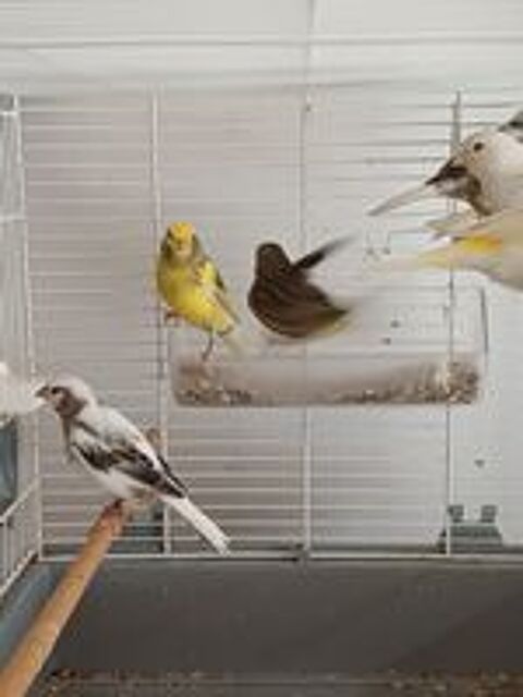  Canaris  