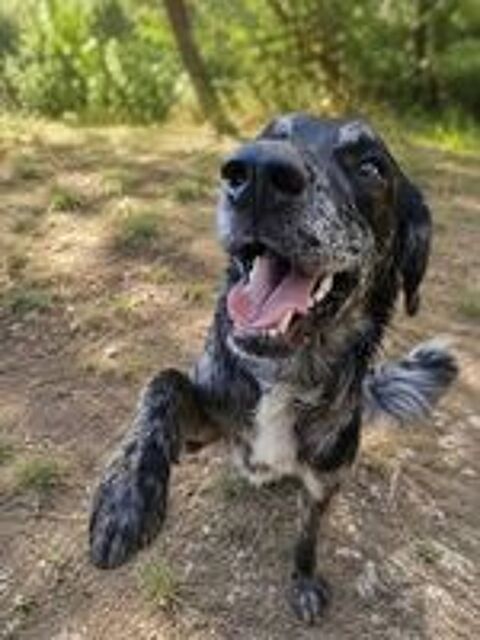   Neko, jeune chien actif à adopter 