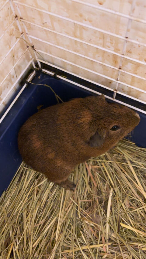 cochon d Inde 10 67110 Eberbach