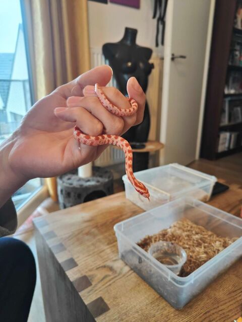 serpent des bls Lille (59)