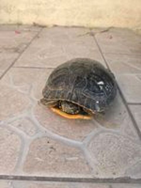   Tortue floride  