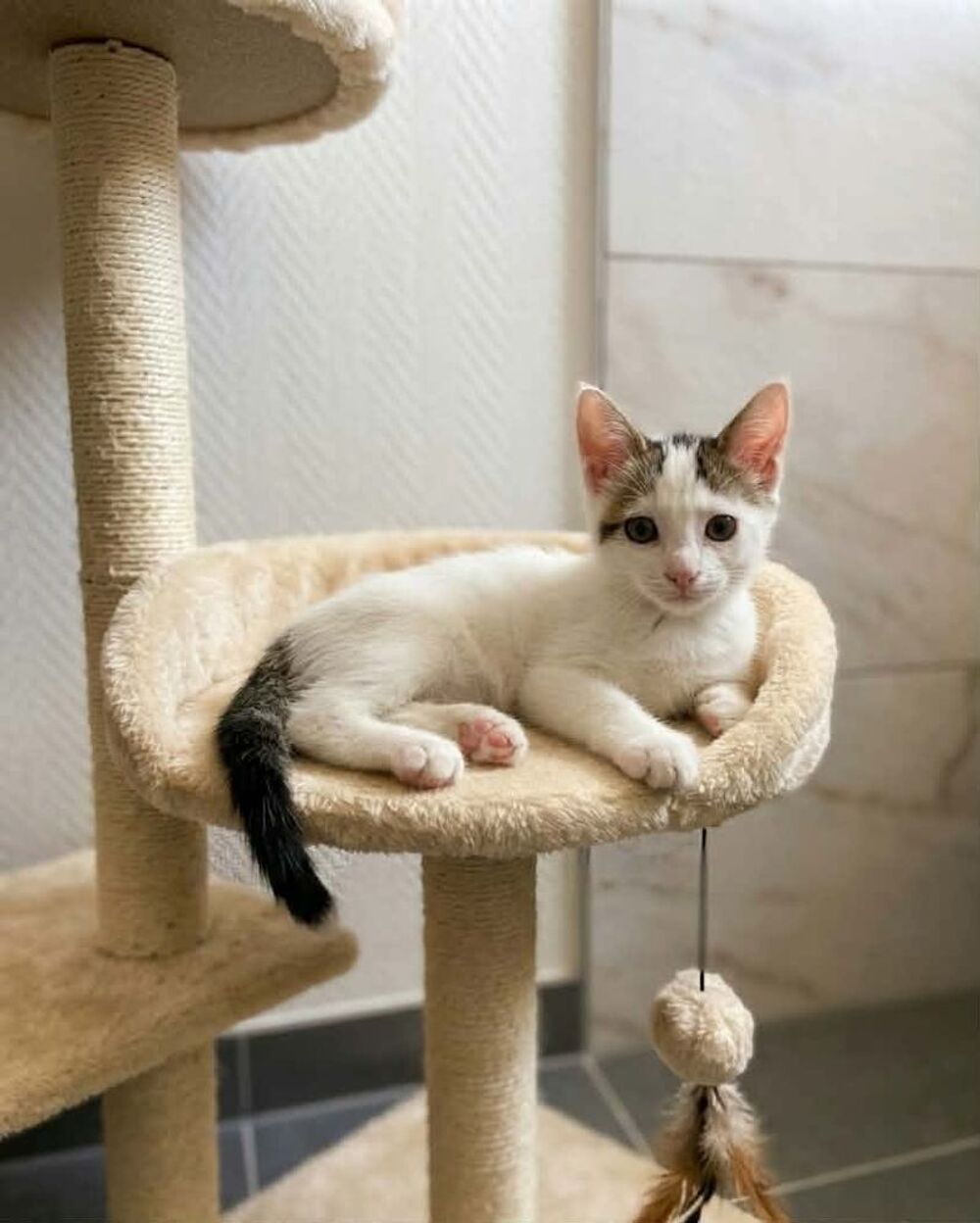   Chatons cherchent famille pour adoption responsable 