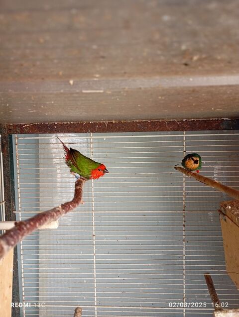 oiseau 30 72320 Berfay