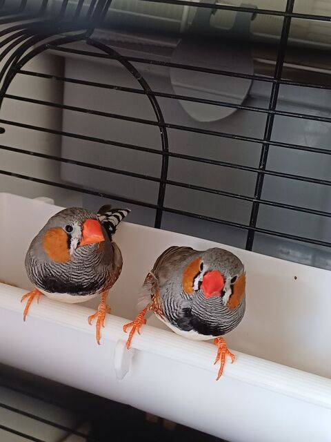 Mandarins à joues rouges 10 33230 Coutras