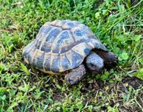   TORTUE TERRESTRE ADULTE 