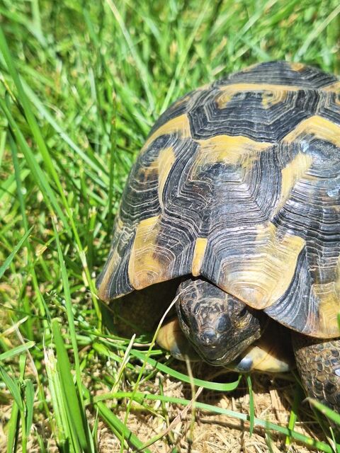 Tortue mâle de 8 ans 250 31390 Carbonne