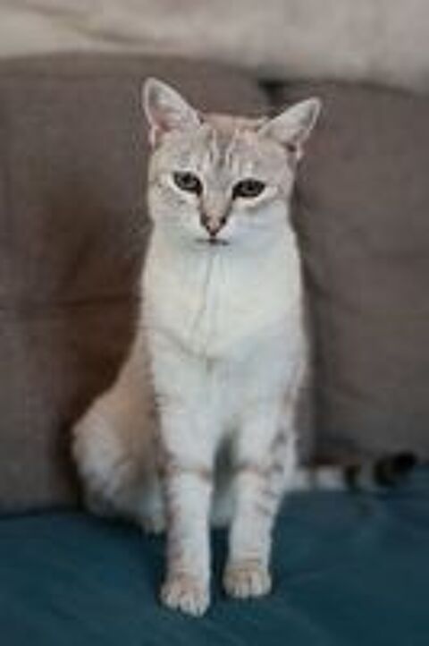   Alpine 11 ans chatte gentille et reservée cherche sauveur 