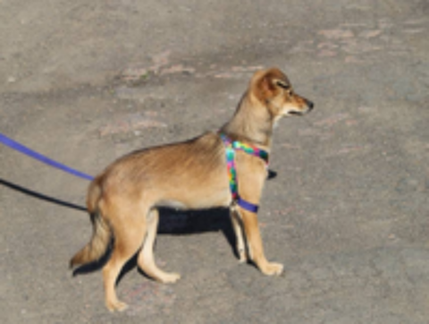   A L'ADOPTION GABBY 