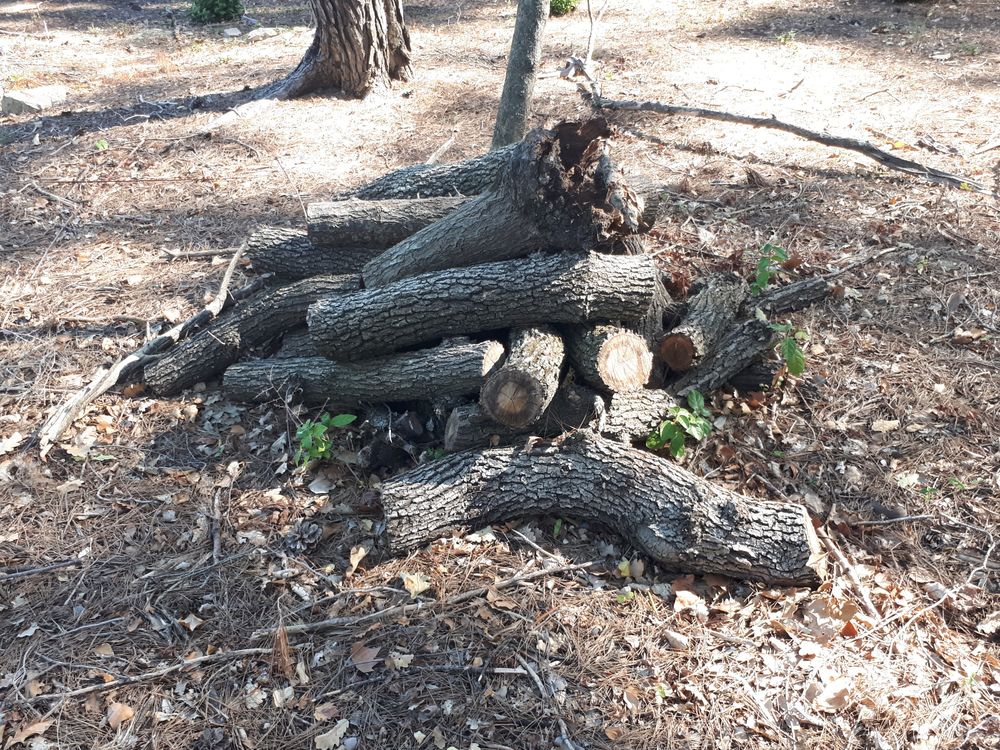 bois de chauffage Jardin