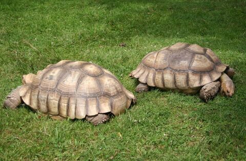 Tortue 1000 59170 Croix