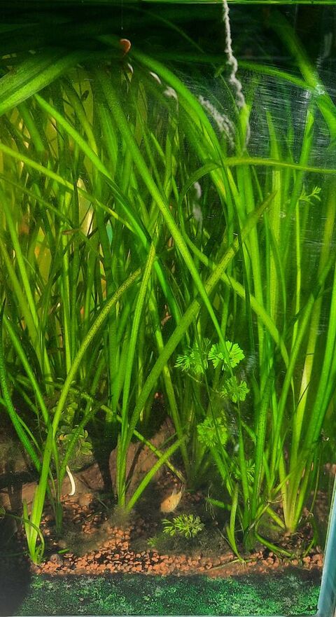 Plantes pour aquarium 1 01350 Culoz