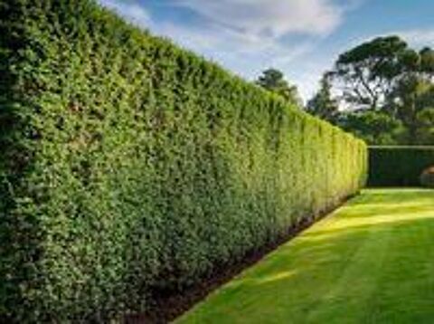   Jardinier Passionné 