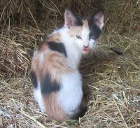   Chatons 