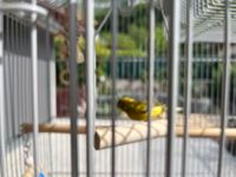    canaris  