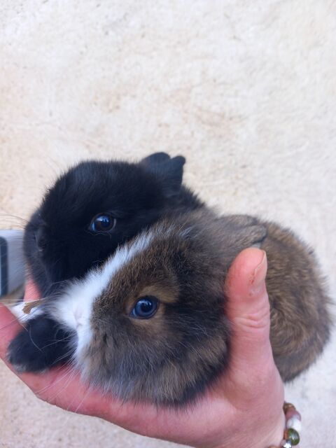 Disponible lapin nain 0 49150 Baug