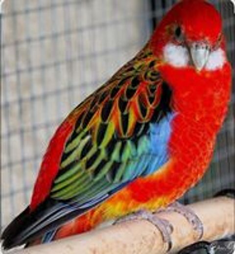   Recherche Perruche Omnicolore Femelle pour mon Coco ! 