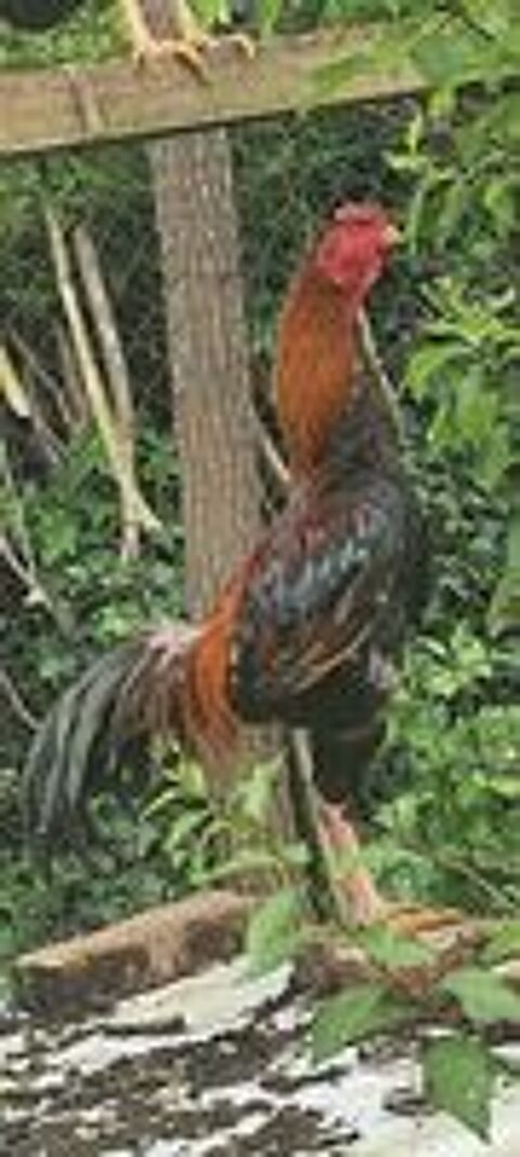   Oeufs fécondés coq espece Madagascar  