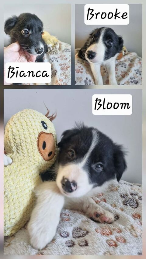 Chiot Border Collie 400 79200 Saint-germain-de-longue-chaume