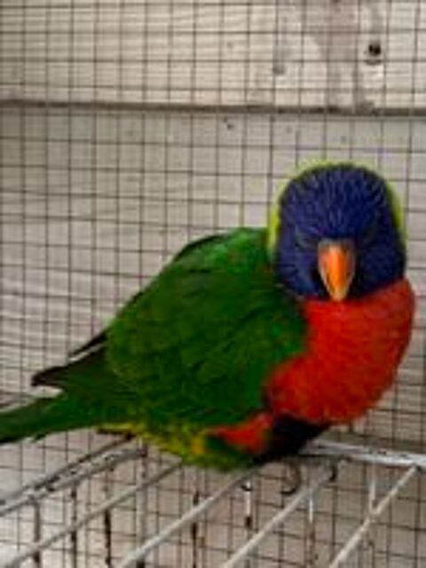   Couple Loriquet 2 ans ou �change contre caique femelle eam 