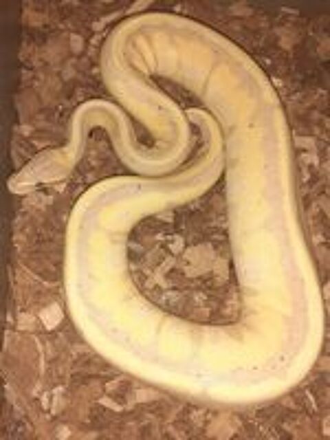   Python 