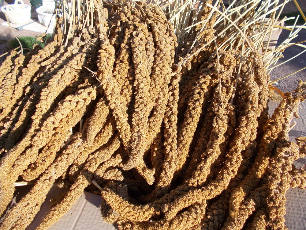   Millet grappe jaune ou rouge  