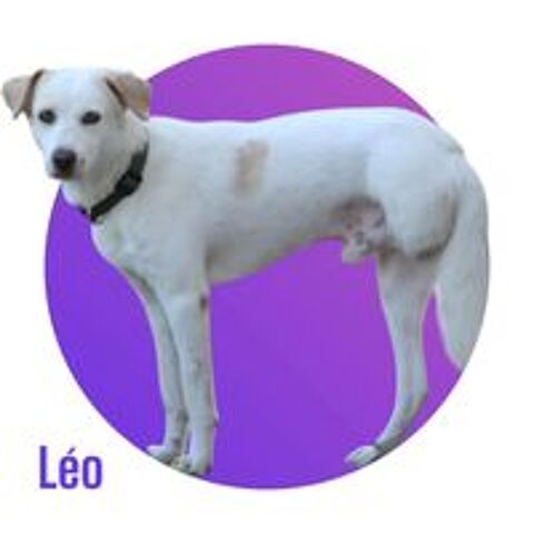   LÉO, x berger tripattes, 3 ans, 17 kg, à l'adoption 